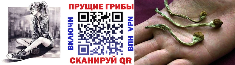купить закладку  OMG ссылка  Псилоцибиновые грибы Psilocybine cubensis  Бакал 